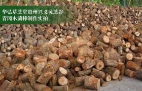 曝光行业水深！华弘草芝堂联手腾讯打响灵芝滋补行业信任革命第一枪