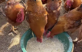 房延东荣获拾遗传承“黄河入海口煌上煌盐焗鸡制作技艺非物质文化遗产传承人”称号